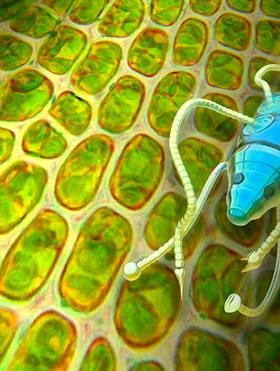 materiau absorbant inspire racines plantes pourrait alimenter robots