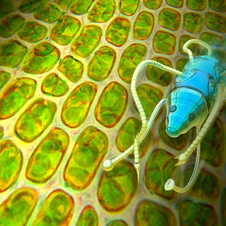 materiau absorbant inspire racines plantes pourrait alimenter robots