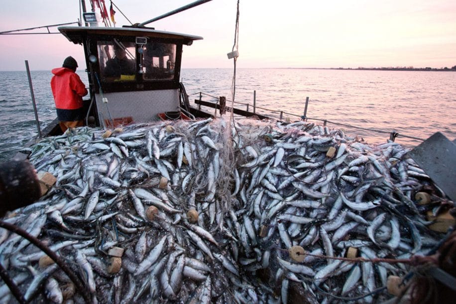 méthane farine poisson