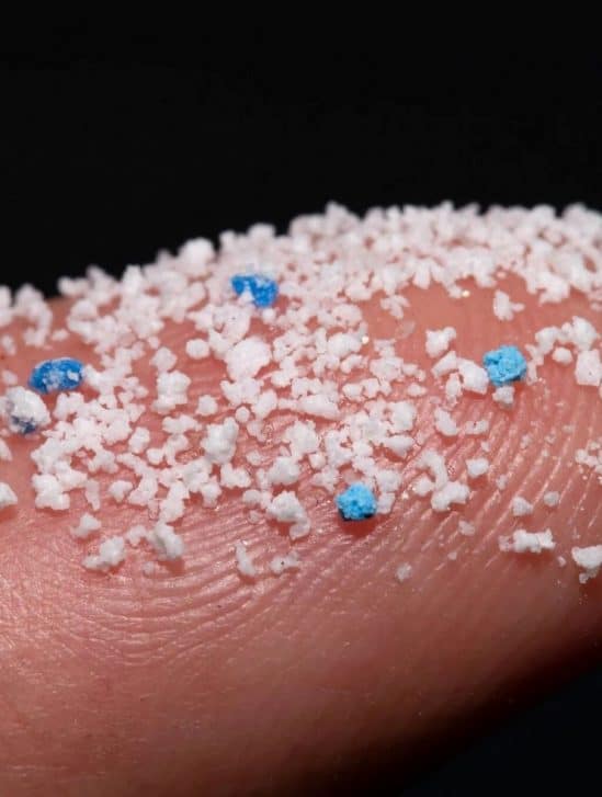 microplastiques penetrent cerveau souris