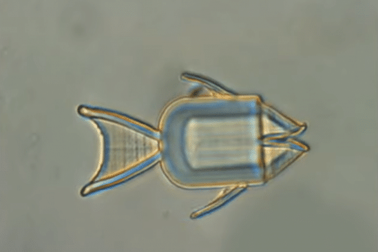 microrobots poissons traitement cellules cancereuses