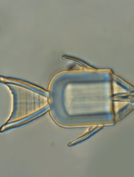 microrobots poissons traitement cellules cancereuses