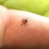 nouveau vaccin arnm pourrait prevenir plupart maladies tiques dont lyme