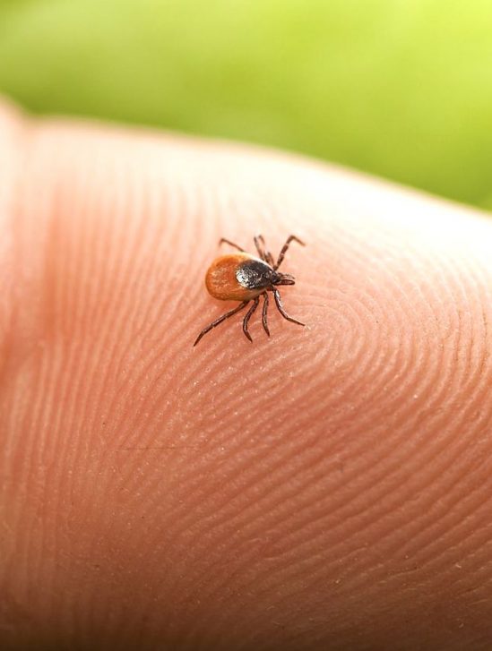 nouveau vaccin arnm pourrait prevenir plupart maladies tiques dont lyme