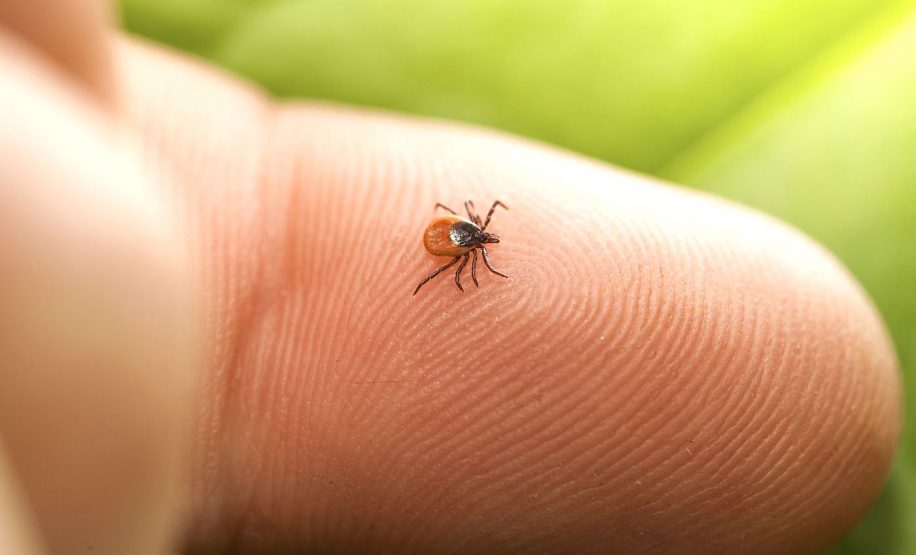 nouveau vaccin arnm pourrait prevenir plupart maladies tiques dont lyme