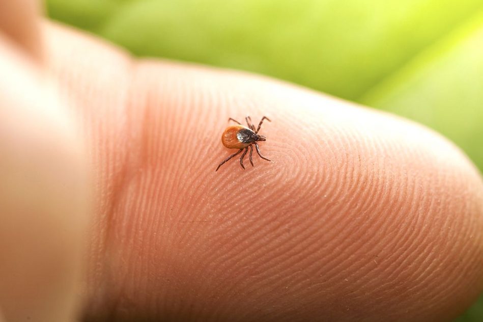 nouveau vaccin arnm pourrait prevenir plupart maladies tiques dont lyme