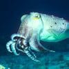 nouvelle technologie camouflage inspiree cephalopodes