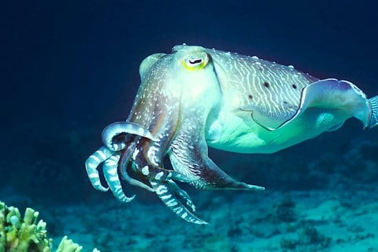 nouvelle technologie camouflage inspiree cephalopodes