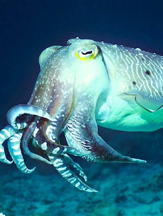 nouvelle technologie camouflage inspiree cephalopodes