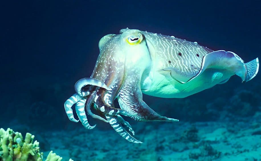 nouvelle technologie camouflage inspiree cephalopodes