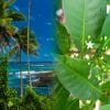 plante traditionnelle samoane rivalise avec effets anti inflammatoires ibuprofene