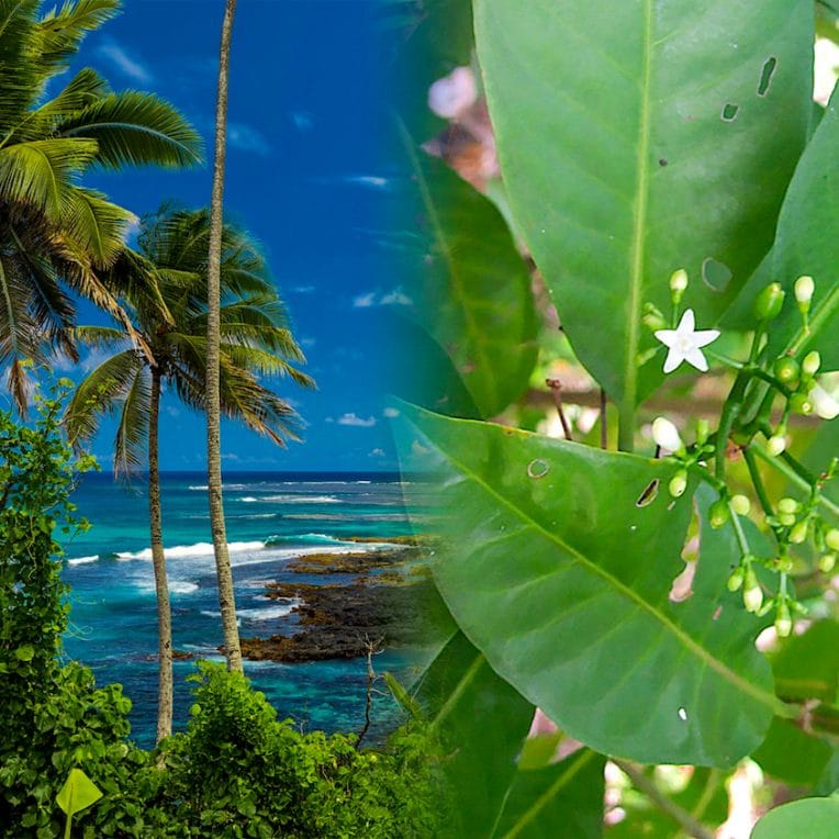 plante traditionnelle samoane rivalise avec effets anti inflammatoires ibuprofene