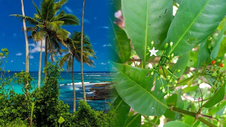 plante traditionnelle samoane rivalise avec effets anti inflammatoires ibuprofene