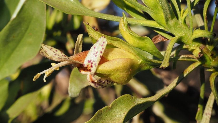 plantes medicinales ancestrales ameliorer traitement cancer