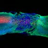 souris paralysees remarchent triatement experimental