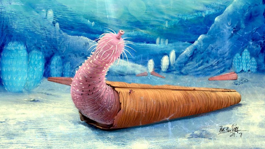 vers forme penis intelligent vivait comme-bernard l ermite 330 millions annees plus tot