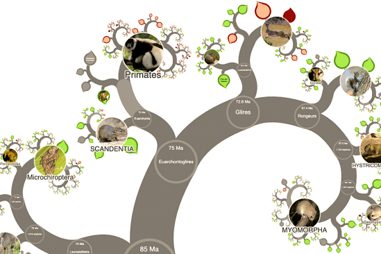 arbre evolution complet cree