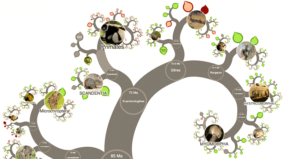 arbre evolution complet cree