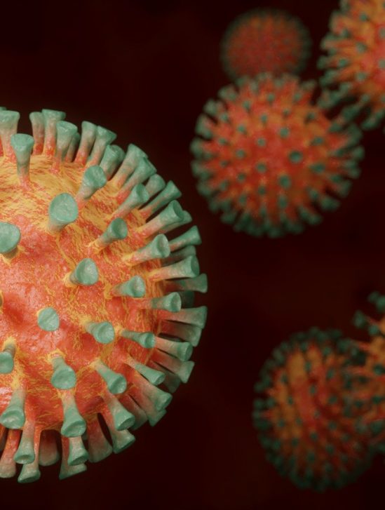 covid 19 molecule lie proteine pointe virus inhibe infection virale