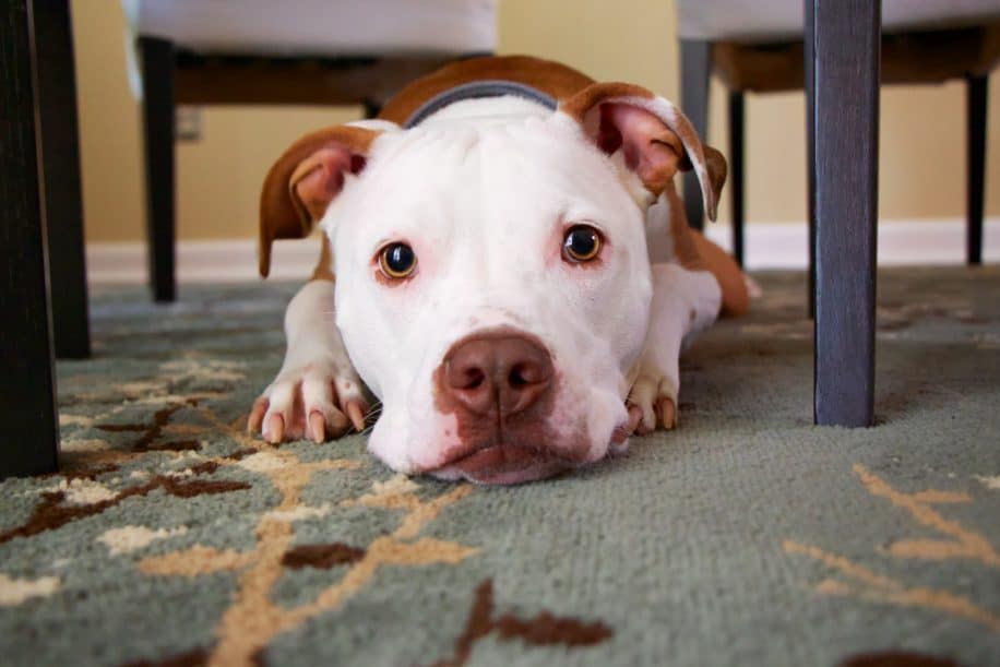 dangers menaces chiens