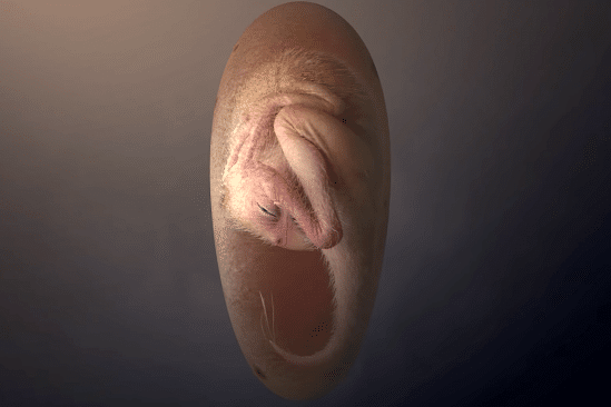 decouverte fossile embryon dinosaure extremement bien conserve