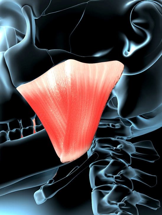 decouverte nouvelle couche musculaire machoire