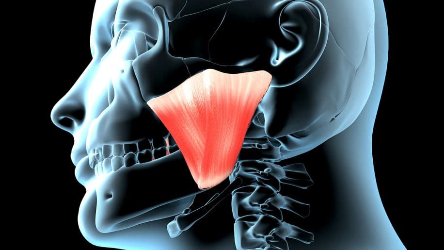 decouverte nouvelle couche musculaire machoire