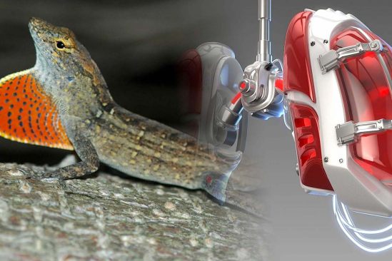 developpement particulier poumons anole brun pourrait servir ingenierie poumons artificiels