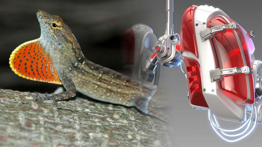 developpement particulier poumons anole brun pourrait servir ingenierie poumons artificiels