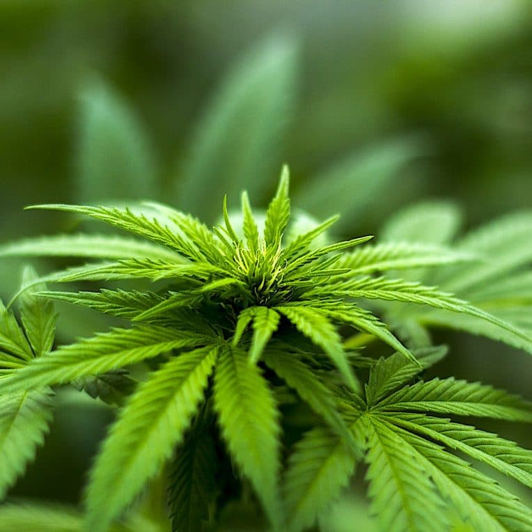 cannabis metaux sante agriculture
