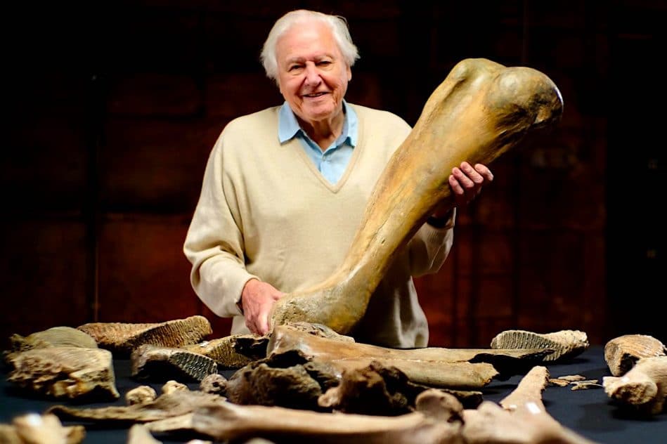 os mammouths angleterre