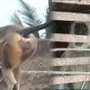 singes massacre chiens inde vengeance