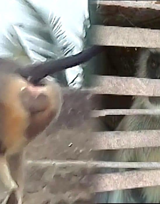 singes massacre chiens inde vengeance