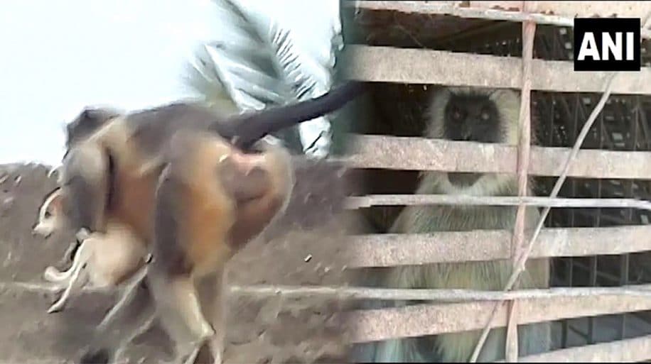 singes massacre chiens inde vengeance
