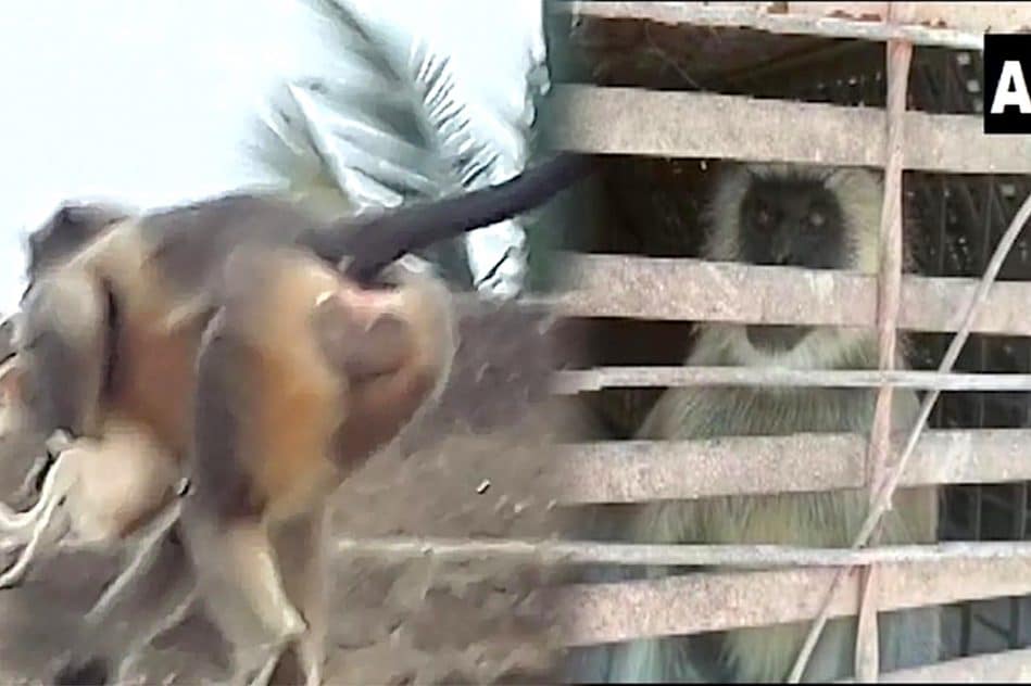 singes massacre chiens inde vengeance