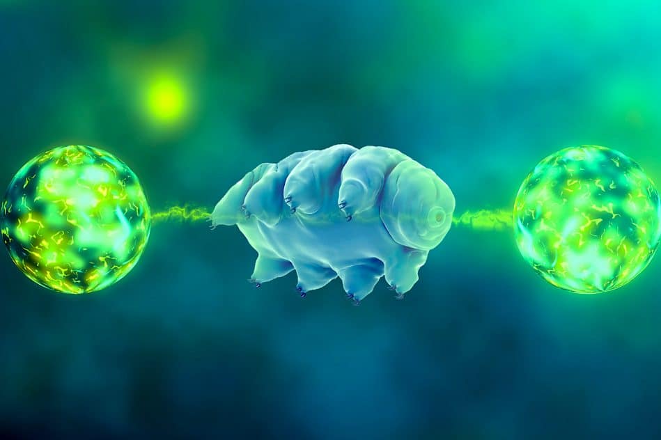 tardigrade premier organisme multicellulaire subir intrication quantique