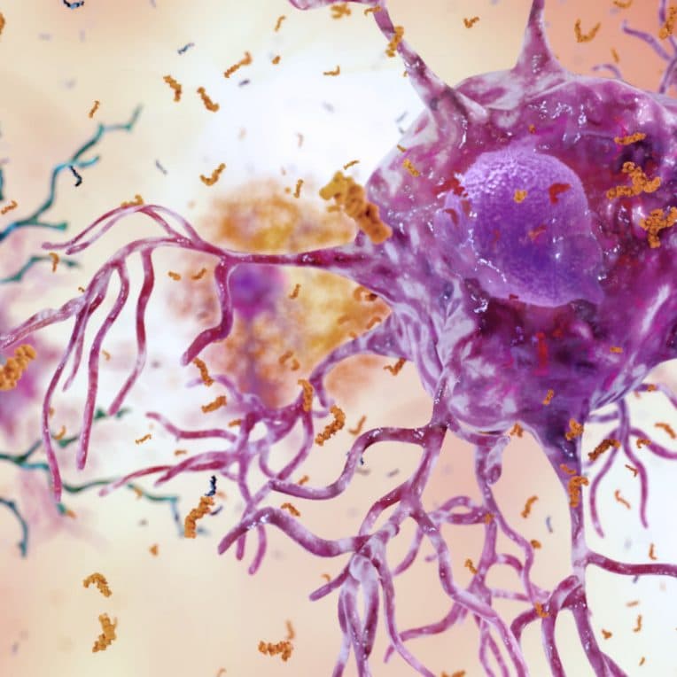 traitement cellules immunitaires cerveau alzheimer