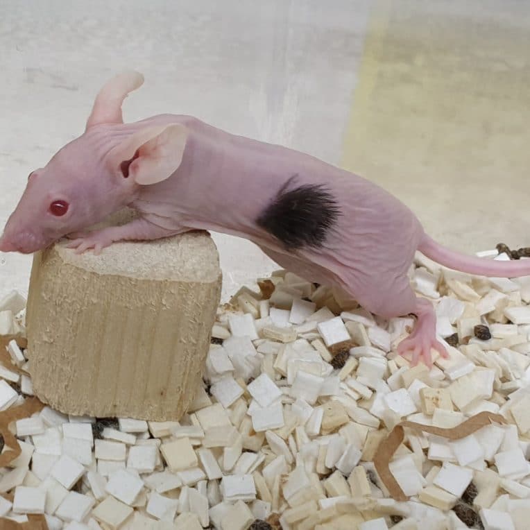 cellules souches cheveux souris