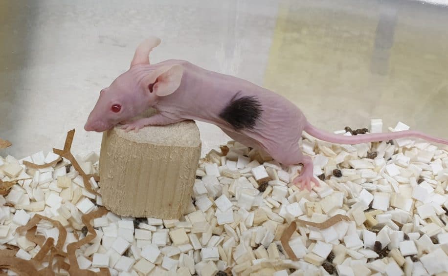 cellules souches cheveux souris