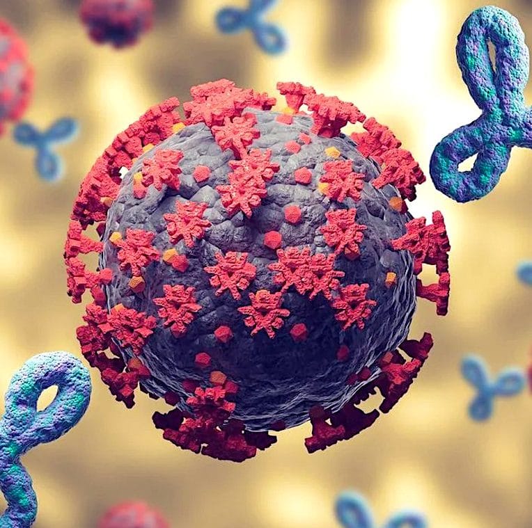 covid auto-immunite persistante chez malades avec sans symptomes