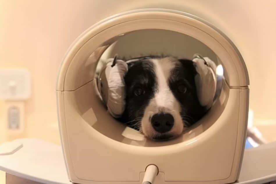 détection langues cerveau chien