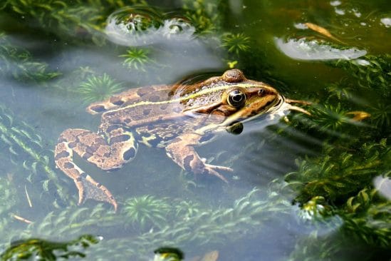 régénération membre grenouille