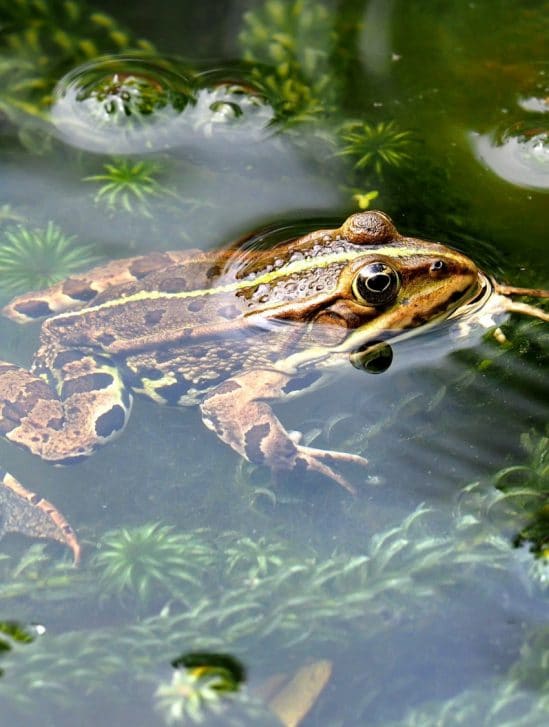 régénération membre grenouille