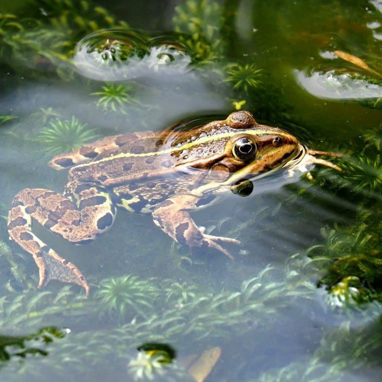 régénération membre grenouille