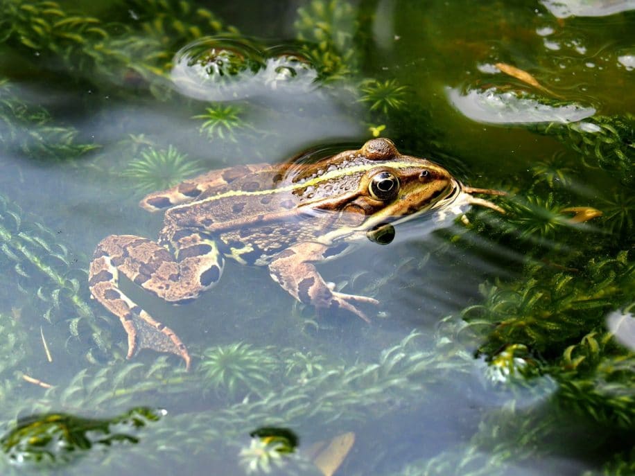 régénération membre grenouille