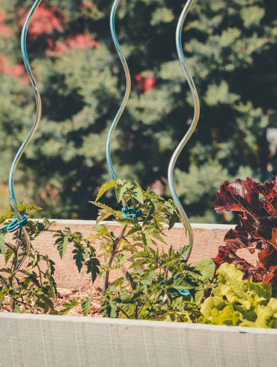 vaccination utilisation plantes comme usines arnm
