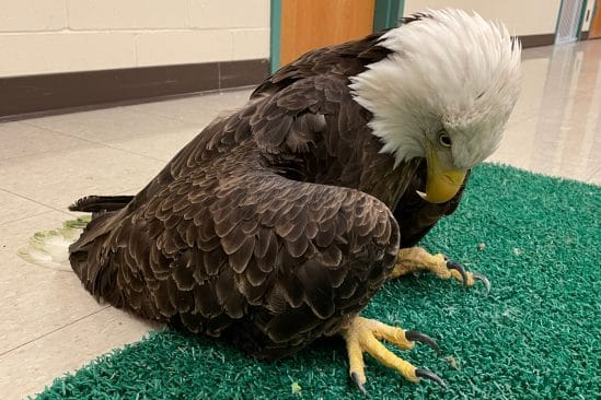 aigles empoisonnement plomb usa