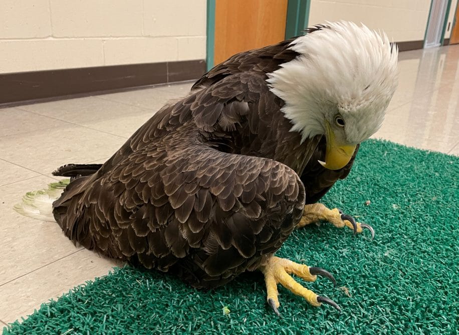 aigles empoisonnement plomb usa