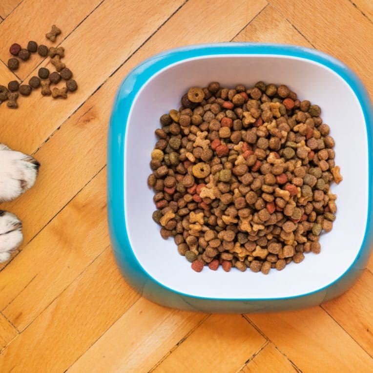 alimentation équilibrée animaux compagnie