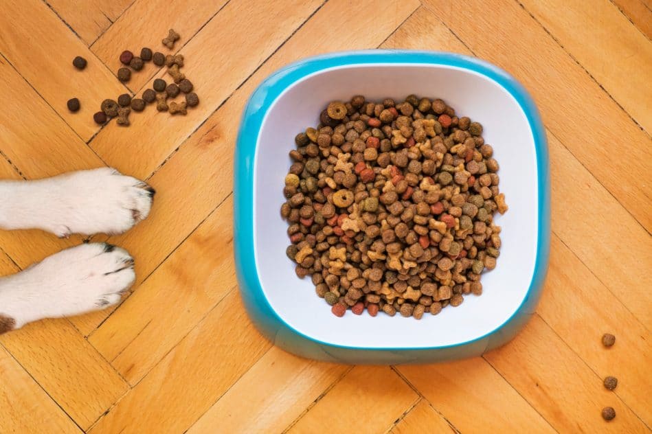 alimentation équilibrée animaux compagnie